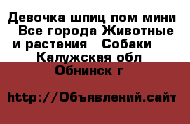Девочка шпиц пом мини - Все города Животные и растения » Собаки   . Калужская обл.,Обнинск г.